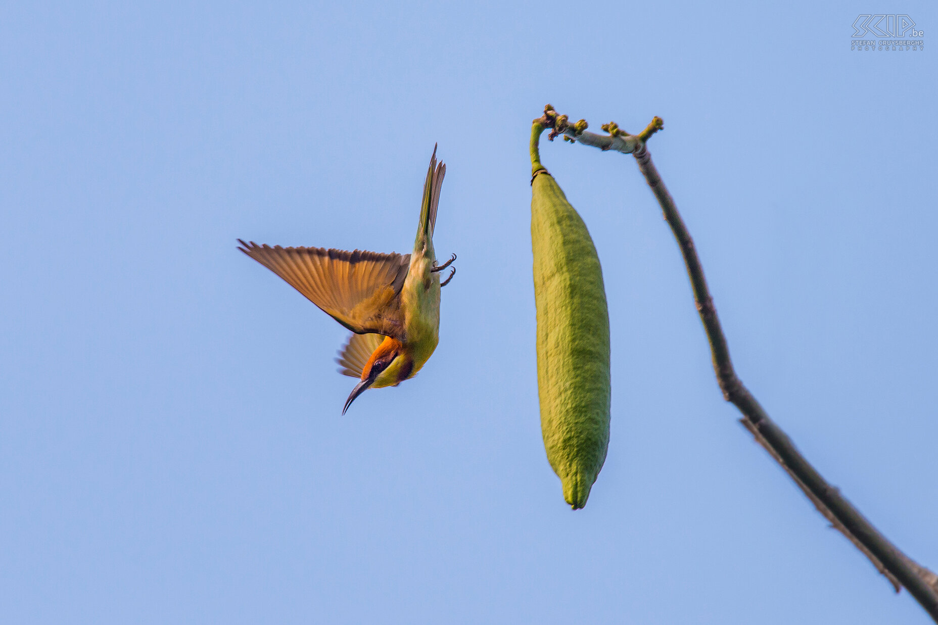 Thattekad - Bruinkopbijeneter Het Thattekkad Bird Sanctuary aan de Periyar rivier is slechts een klein natuurpark maar het heeft het het rijkste vogelleven in India. In deze tropische jungle komen maar liefst 340 soorten voor. We zagen er heel wat bruinkopbijeneters (Chestnut-headed bee-eater, Merops leschenaulti) Stefan Cruysberghs